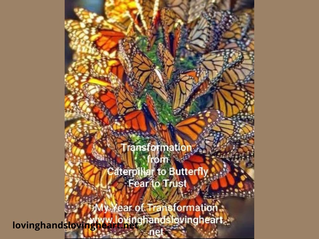 #23 Transformation and Butterflies