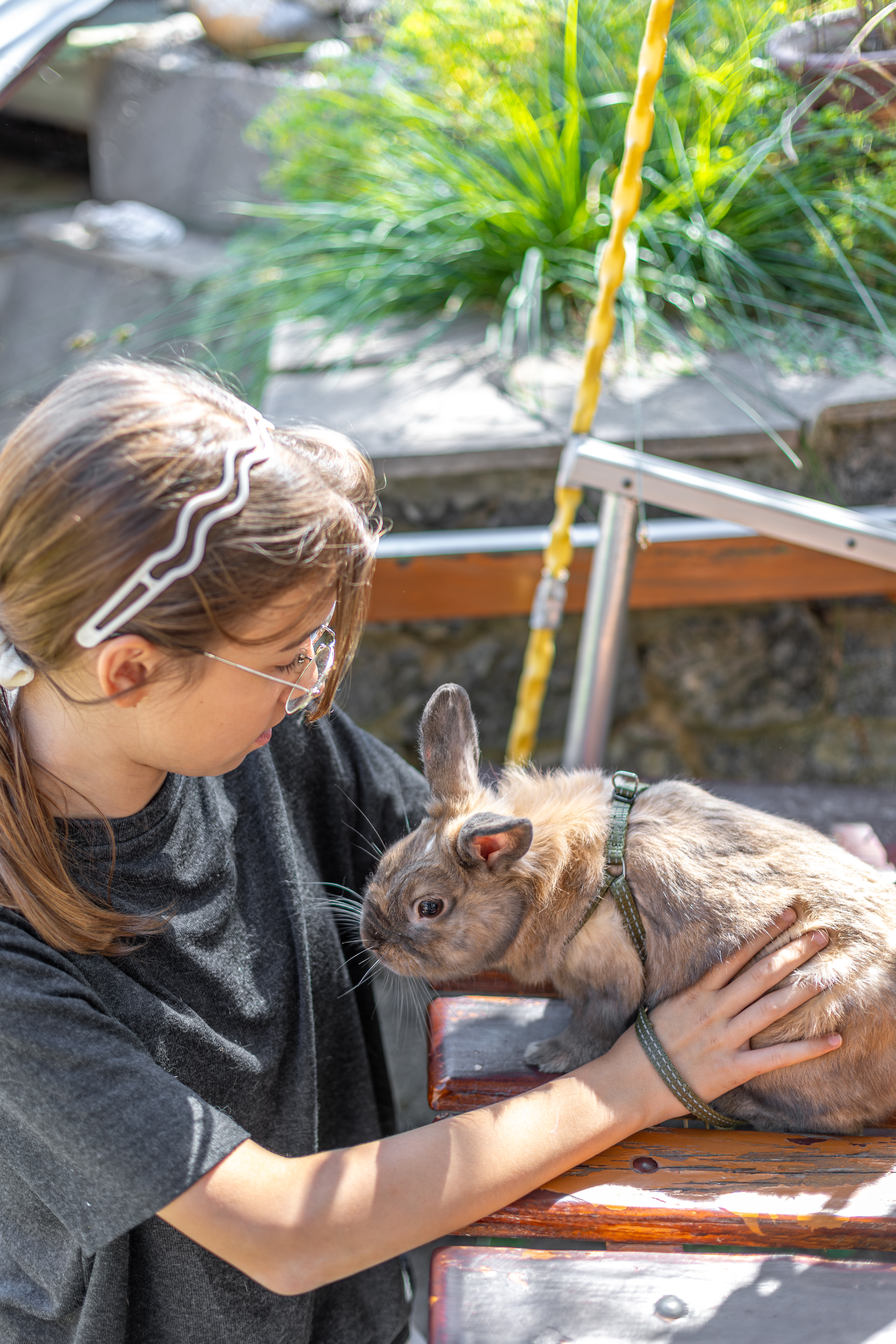 Animal Reiki